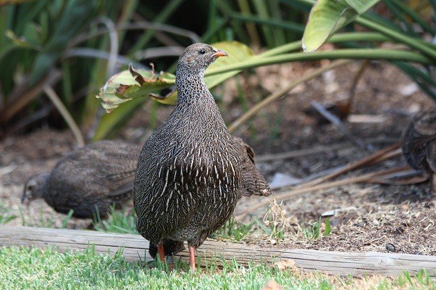 Cape Francolin