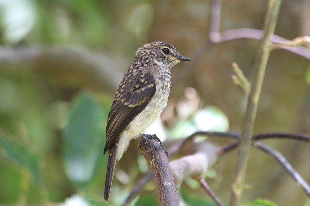 Flycatcher