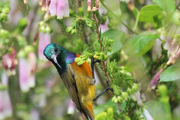 Orange-breasted sunbird