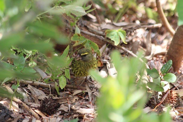 Forest Canary