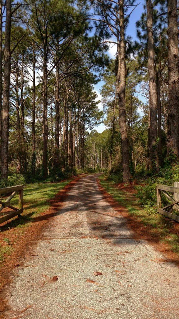 bodie, lighthouse, forest, birding