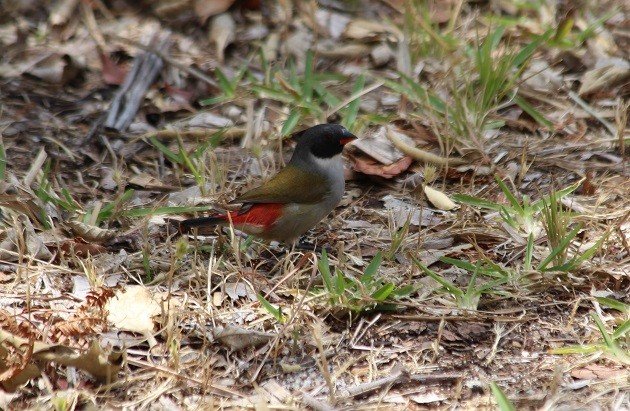 swee waxbill