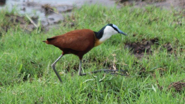 African Jacana