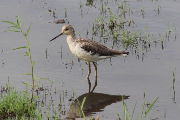 Wood Sandpiper