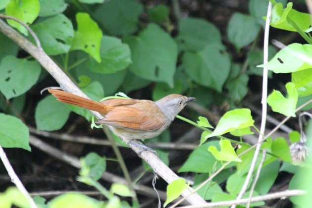 Collared palm-thrush