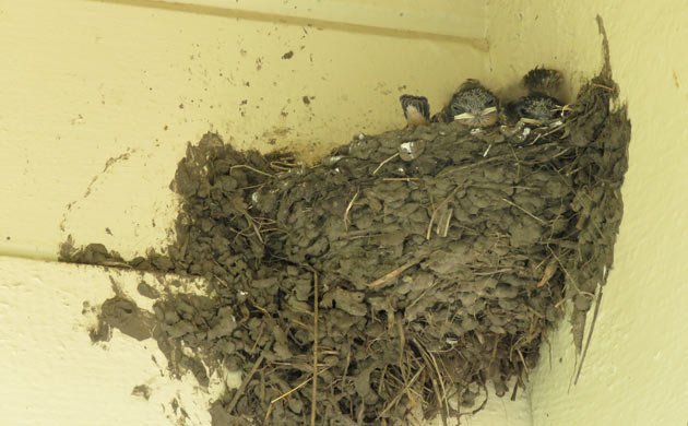 barn swallow nest