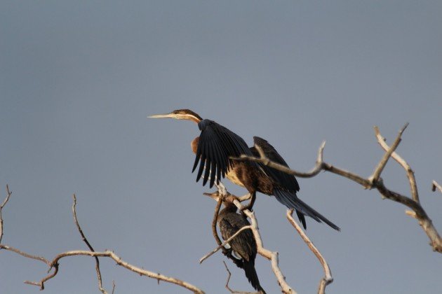 African Darter