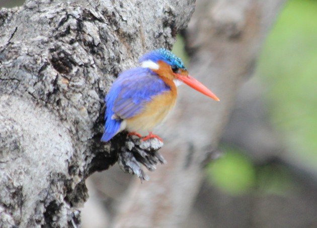 Malachite Kingfisher