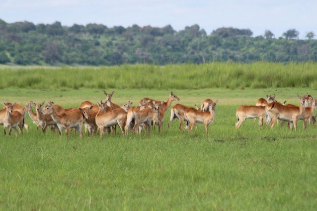 Red Lechwe