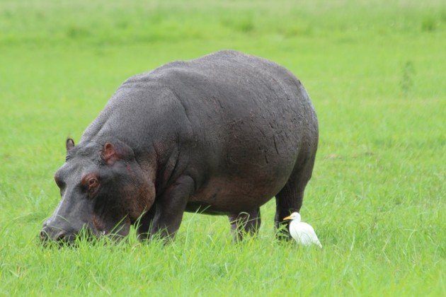 Hippo and Egret