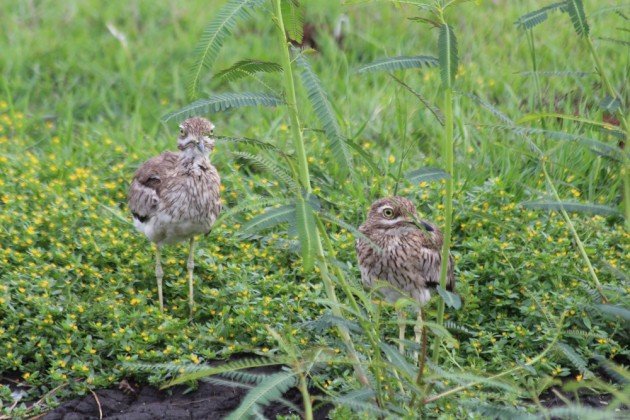 Water Thick-knee