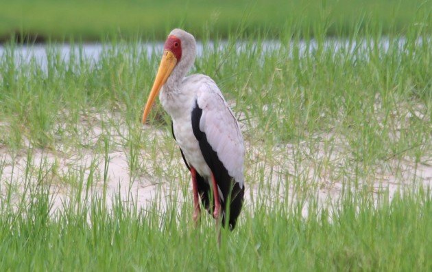 Yellow-billed Stork