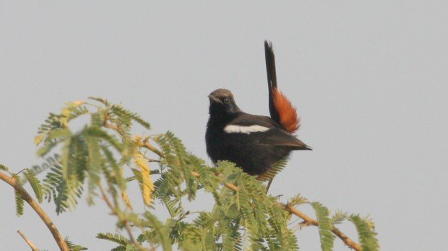 Indian Robin