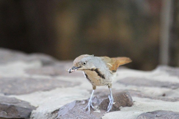 Collared Palm-thrush 2