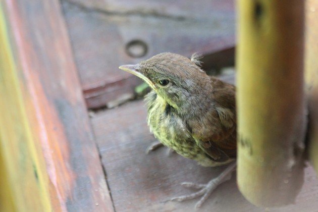 Palm-thrush fledgeling