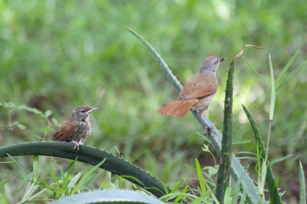 palm-thrush family