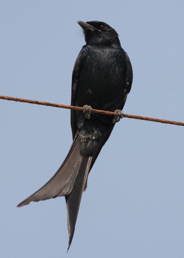 Black Drongo - Gujarat, India