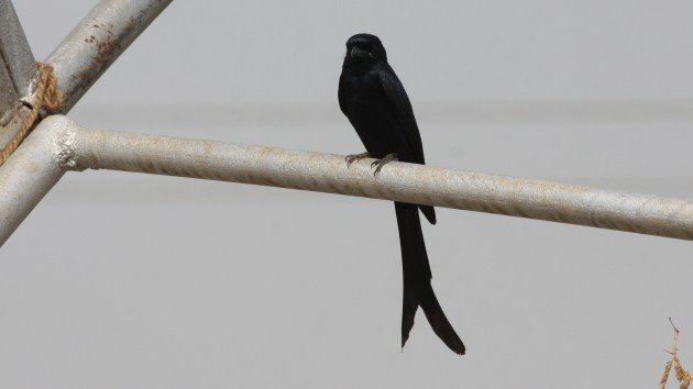 Black Drongo - Gujarat, India