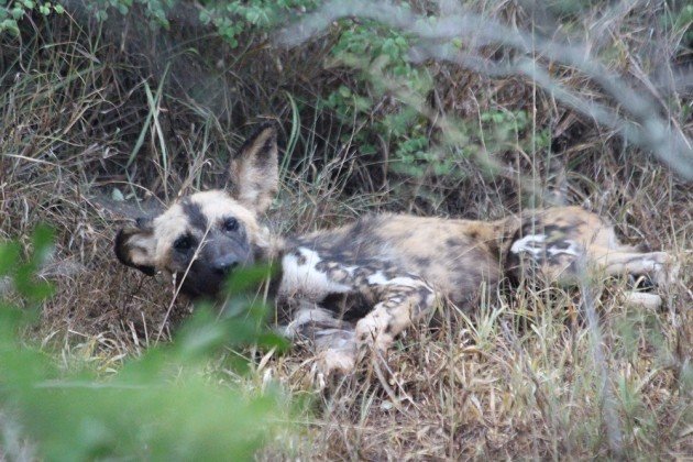 Injured Painted Wolf