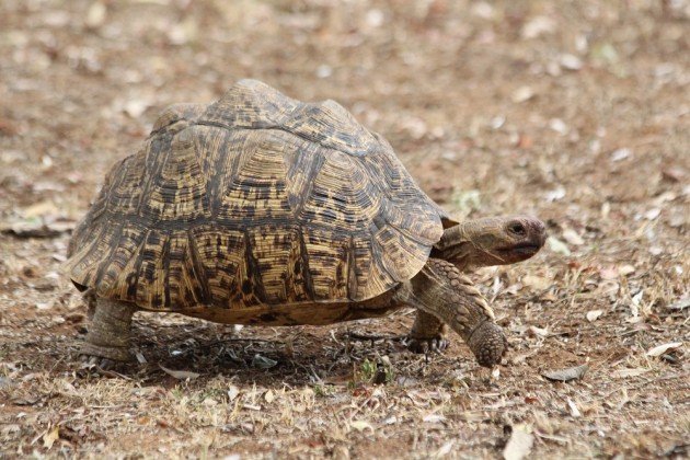 Leopard Tortoise