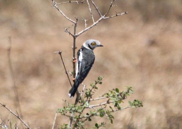 Helmetshrike