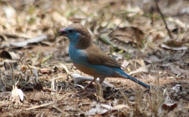 Blue Waxbill