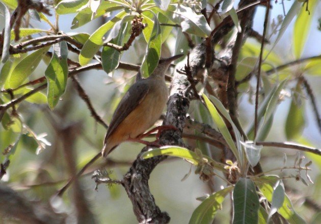 Long-billed Crombec