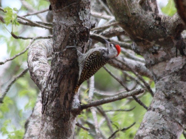 Cardinal Woodpecker