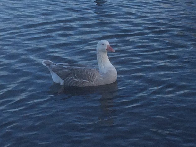 mystery goose