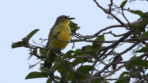 Cattle Tyrant - Aruba