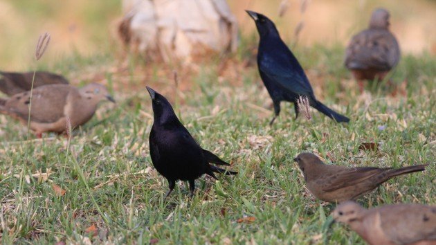 Shiny Cowbirds - Aruba