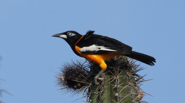 Venezualan Troupial - Aruba