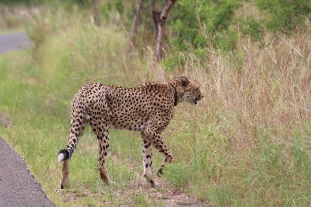 Cheetah Mkuze