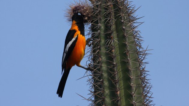 Venezualan Troupial - Aruba