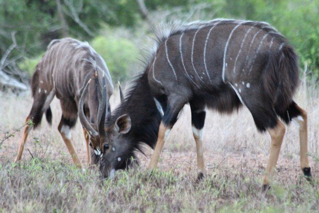 male nyala