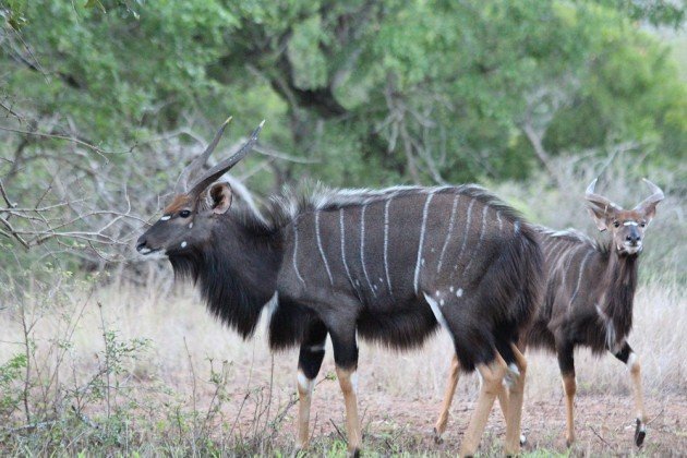 nyala 2