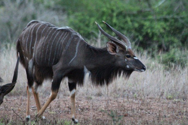 nyala 3