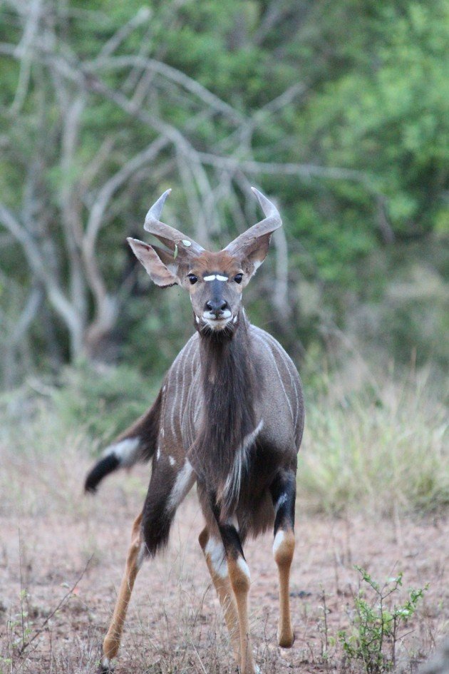 nyala face on