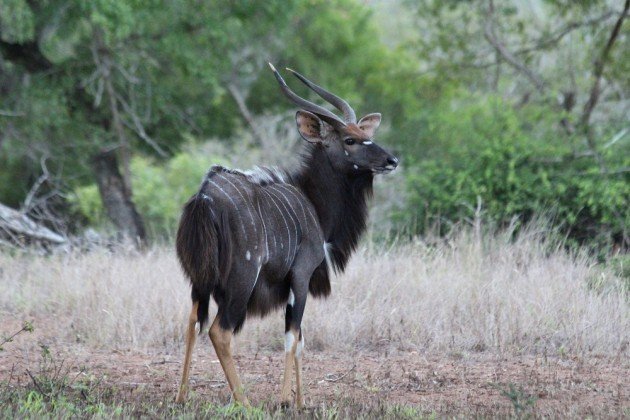 nyala