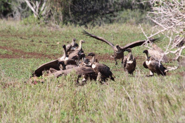 more vultures