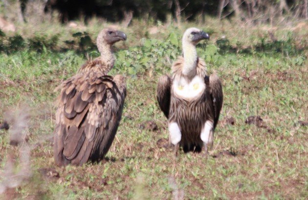 White-backed vulture