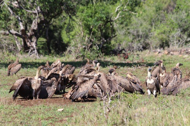even more white backed vultures