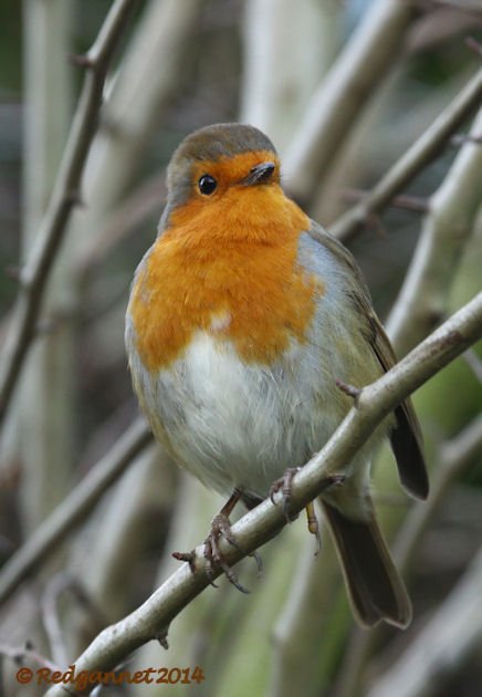 European Robin - eBird