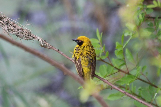 village weaver next to nest 