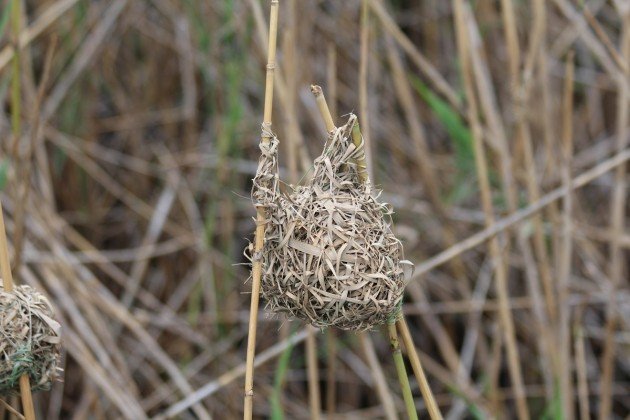 weaved nest