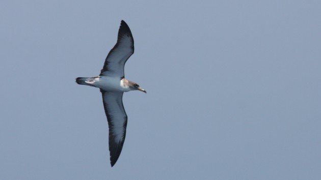 Cory's "borealis" Shearwater, off Hatteras, NC