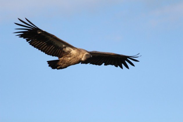vulture flyby