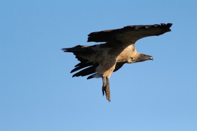 vulture landing gear