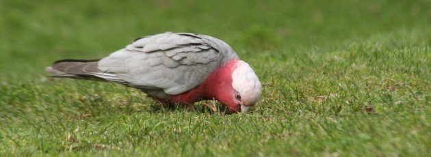 Galah