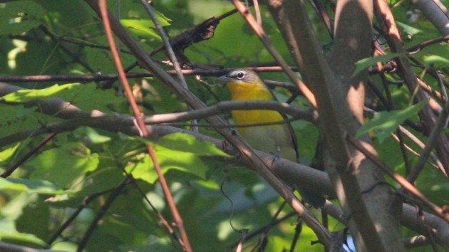 Yellow-breasted Chat - Greensboro, NC